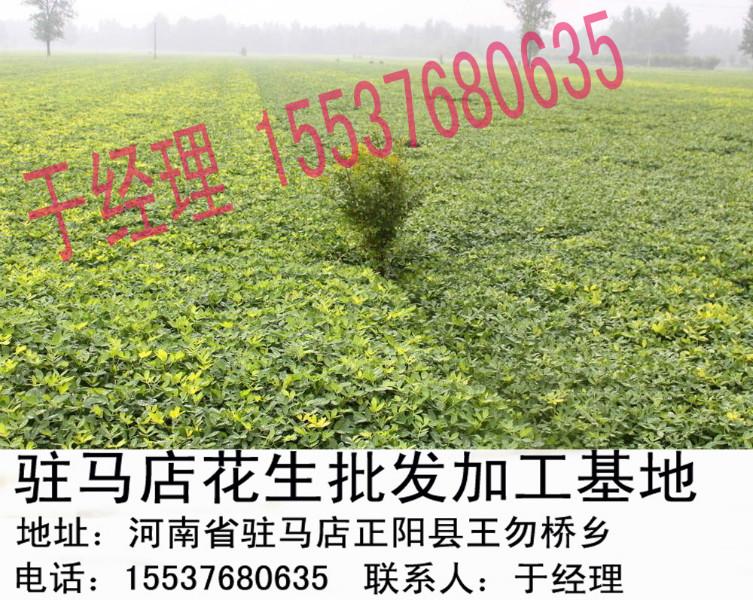 供應花生批發(fā)價格合適