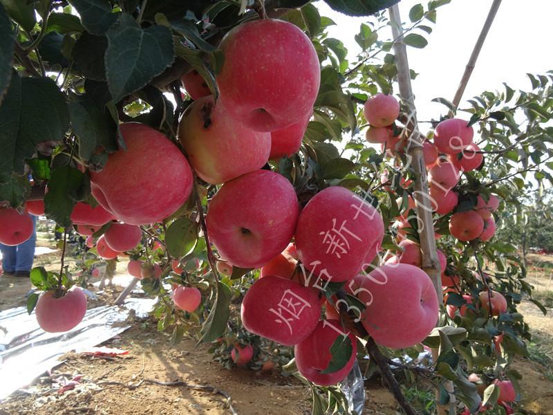 供應(yīng)富士蘋果苗，富士蘋果苗批發(fā)