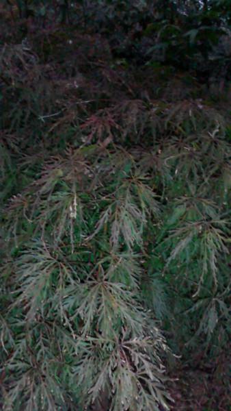 供應(yīng)羽毛楓綠化苗，紅楓，雞爪槭，黃金楓，赤楓