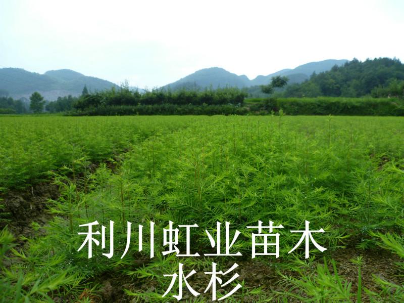 供應(yīng)30公分水杉苗/40公分水杉苗/水杉苗價(jià)格