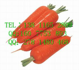 進(jìn)口白蘿卜種子      春夏白蘿卜種子     蘿卜種子價(jià)格