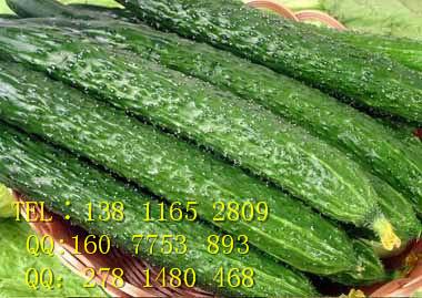 小黃瓜種子批發(fā)，進(jìn)口水果黃瓜種子報價，黃瓜種子價格