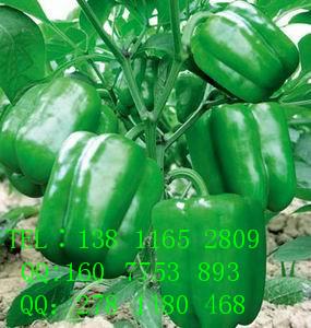 進(jìn)口辣椒種子，辣椒種子價(jià)格，天圣辣椒種子批發(fā)