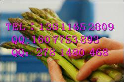 優(yōu)良蘆筍種子 蘆筍種子批發(fā) 格蘭德蘆筍種子