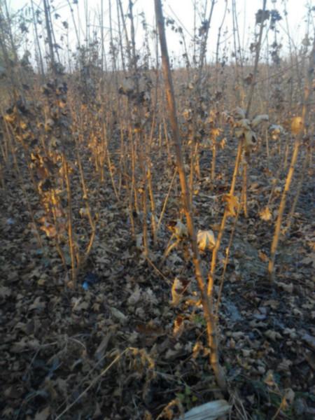 出售一米五角楓五角楓種植基地