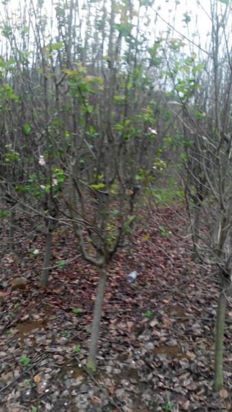 供應(yīng)嫁接西府海棠樹苗，垂絲海棠，木瓜海棠，桂花