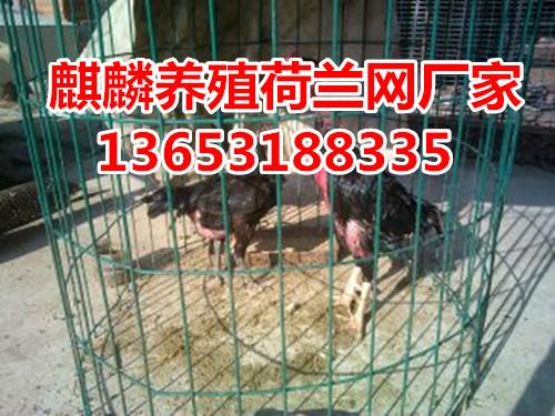 供應(yīng)養(yǎng)殖用荷蘭網(wǎng)/養(yǎng)螃蟹用荷蘭網(wǎng)