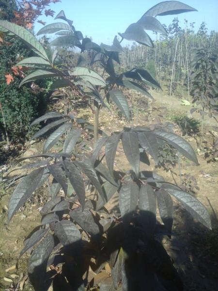 供應(yīng)紅葉白蠟，紅葉白蠟價格，紅葉白蠟行情，紅葉白蠟圖片