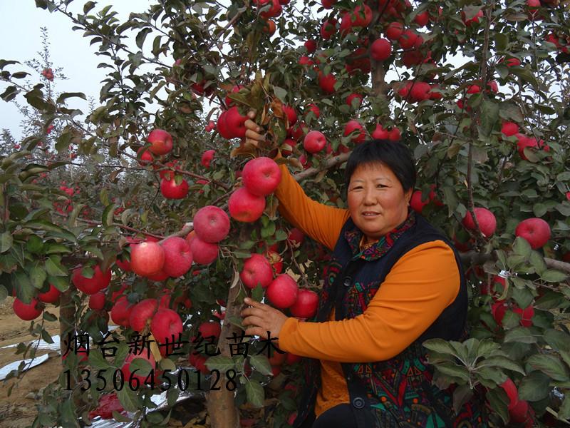 供應(yīng)蘋果苗，蘋果苗批發(fā)