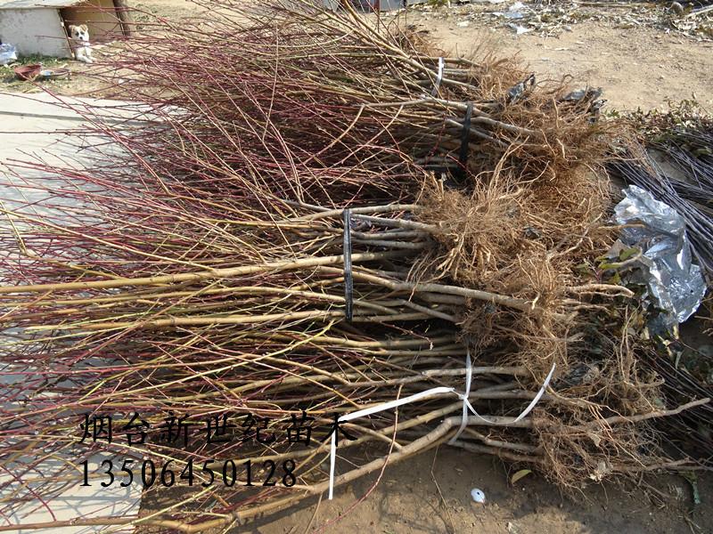 供應蓬萊優(yōu)系紅寒露蜜桃苗,優(yōu)系紅寒露蜜桃苗基地出售