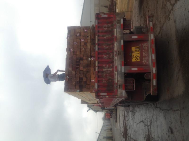 花旗松圖片/花旗松樣板圖 (3)