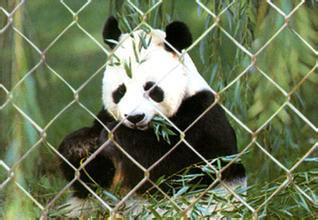 供應(yīng)用于動(dòng)物的養(yǎng)殖防護(hù)網(wǎng)片、美格網(wǎng)養(yǎng)殖防護(hù)網(wǎng)防盜窗鐵絲網(wǎng)、狗籠*網(wǎng)、*散養(yǎng)圍網(wǎng)、圍欄綠化帶護(hù)欄網(wǎng)