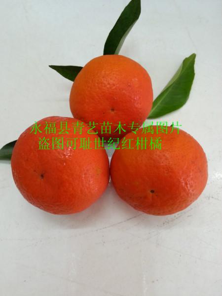 供應(yīng)桂林世紀(jì)紅柑橘果苗批發(fā)多少錢，世紀(jì)紅柑橘甜不甜