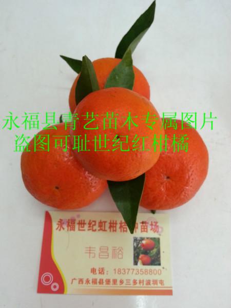 供應(yīng)華南世紀(jì)紅柑橘果苗價格