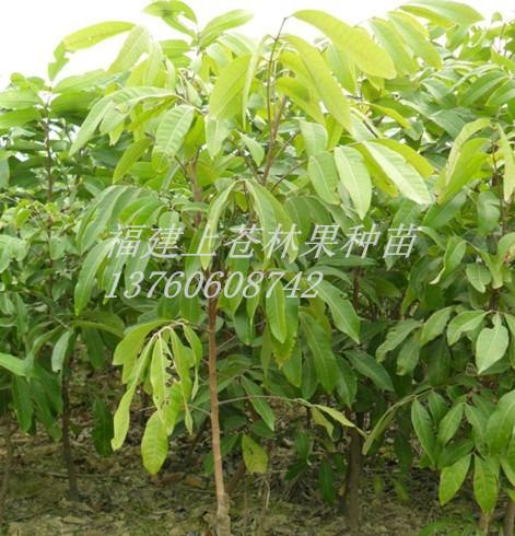 供應(yīng)龍眼苗批發(fā)商，龍眼苗經(jīng)銷商，龍眼苗售貨點(diǎn)
