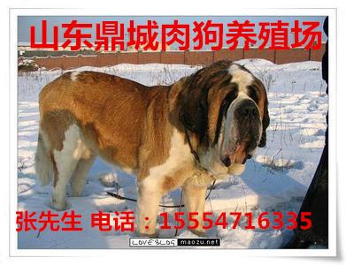 济宁市格力犬幼犬厂家