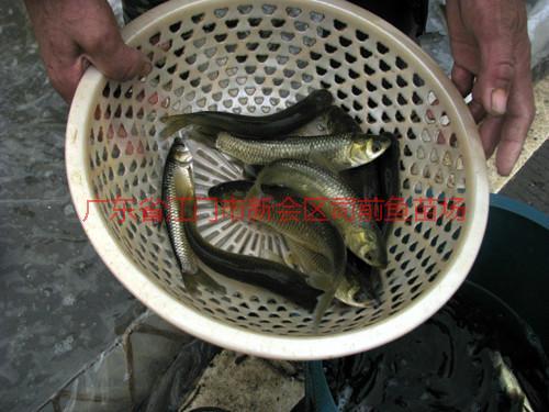供應(yīng)云浮羅非魚苗魚花批發(fā)
