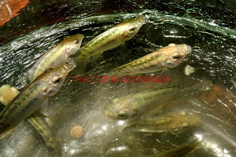 供應(yīng)佛山市順德區(qū)羅非魚苗魚花批發(fā)