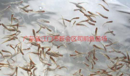 供應(yīng)云浮羅非魚苗魚花批發(fā)