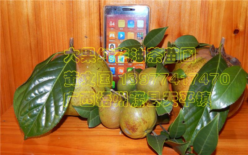 供應(yīng)大果紅花油茶苗2015