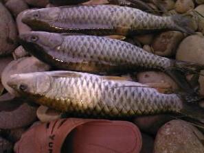 供應(yīng)青竹鯉魚批發(fā)報(bào)價(jià)