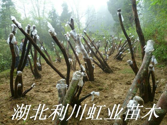 供應(yīng)*映山紅/大量供應(yīng)*紅*樹樁/盆景樹蔸