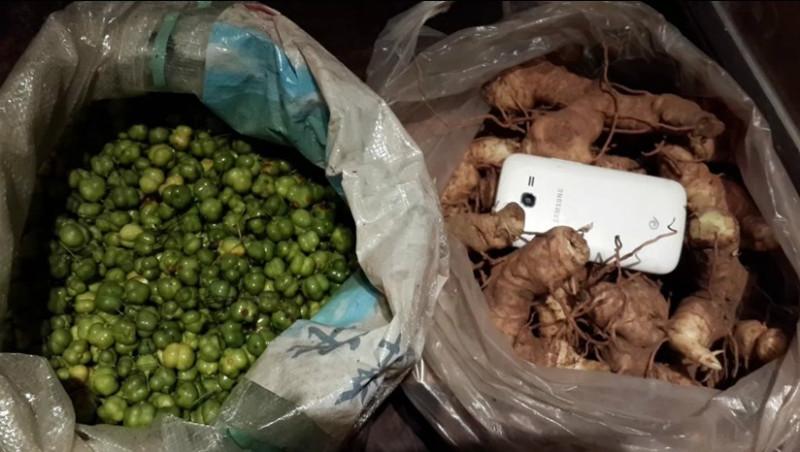 供應(yīng)四川姜形黃精種子報價