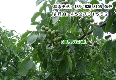 遼核圖片/遼核樣板圖 (4)