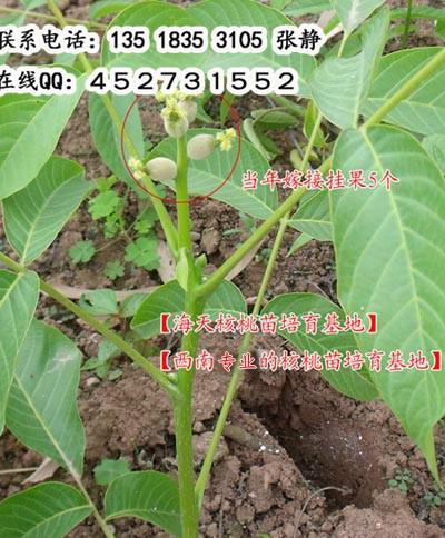 供應新新２號核桃苗產(chǎn)量高核桃苗新品種