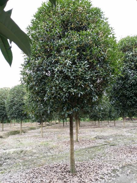 供應(yīng)柳州速生金桂批發(fā)-柳州速生金桂苗圃-柳州速生金桂哪里有