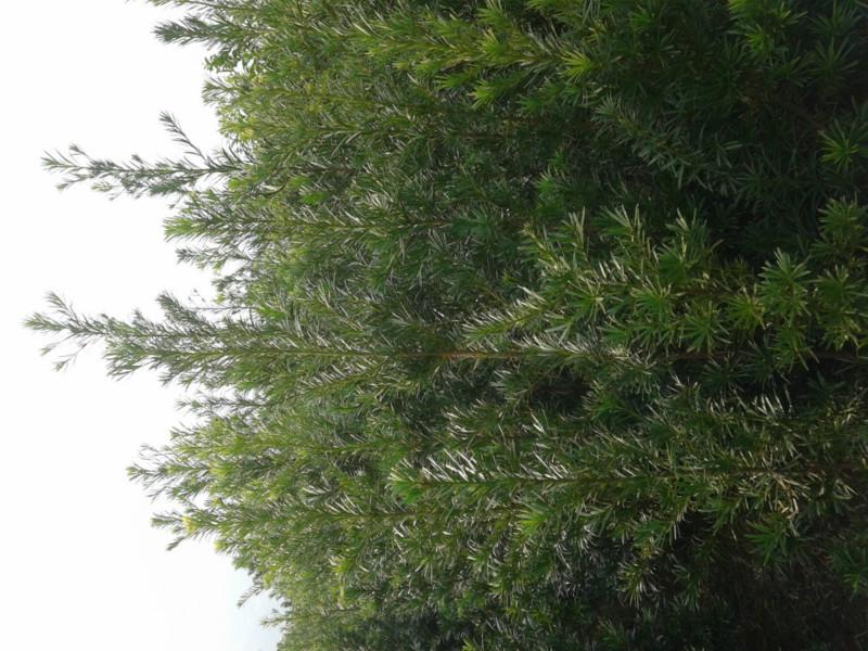 供應(yīng)貴州哪里的桂花樹*貨，桂花樹行情，桂花樹*價(jià)格