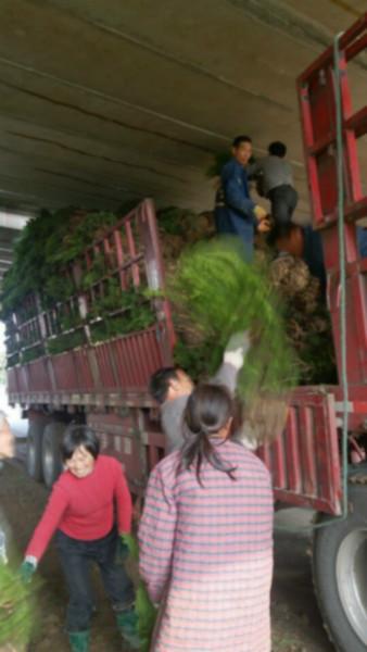 供应龙柏苗木，龙柏苗木价格，龙柏苗木厂家，龙柏苗木批发价格图片