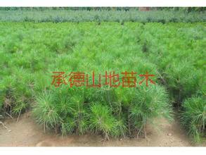 蚌埠油松小苗基地，蚌埠油松小苗批發(fā)，蚌埠油松小苗電話