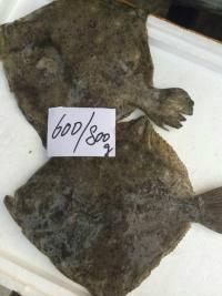 供應(yīng)進(jìn)口西班牙大菱鲆多寶魚