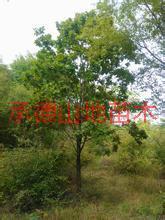 供應(yīng)蕪湖蒙古櫟價格；蕪湖蒙古櫟批發(fā)；蕪湖蒙古櫟苗木基地；承德山地苗木