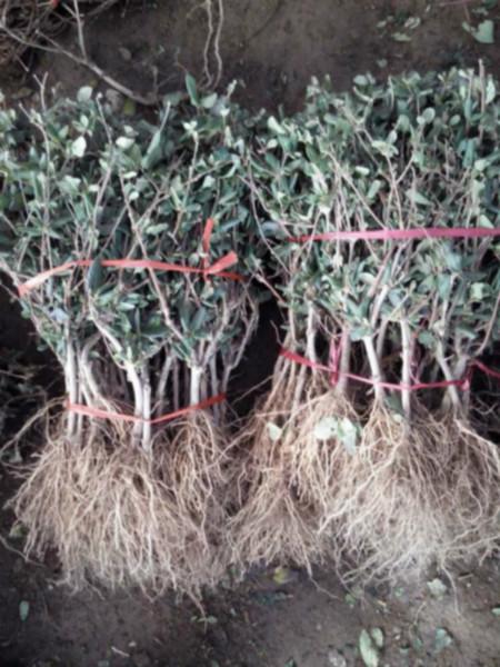 供應(yīng)金銀花苗0.60包郵