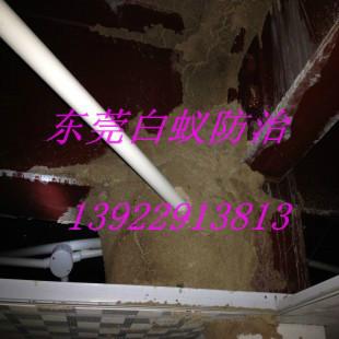 田頭村白蟻防治哪家效果好圖片