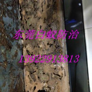 东莞市东城街道白蚁防治厂家东城街道白蚁防治公司、咨询电话、价格【东莞市植美生物科技有限公司】