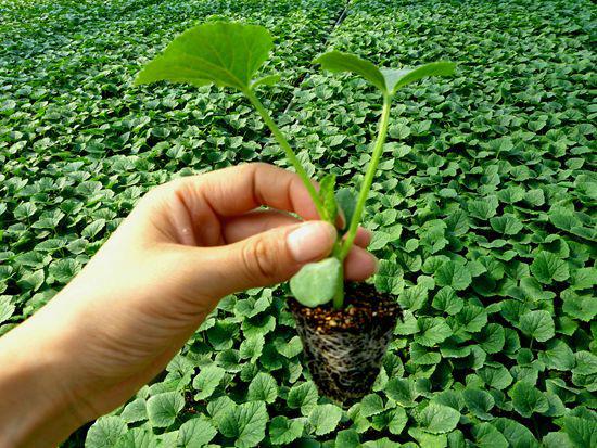 供應(yīng)甜瓜苗嫁接甜瓜苗甜瓜苗廠家--安信種苗400-0507-517