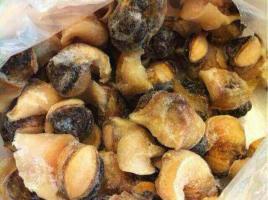 供應進口美國鮮響螺特價批發(fā)