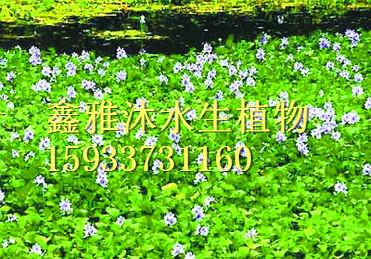 安新縣狐尾藻種植廠家/黒藻種植/荇菜種植/水生植物種植/苦藻種植/人工浮床制作/人工浮床制作