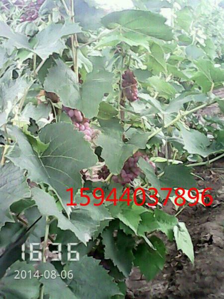 供應(yīng)茉莉香葡萄苗，茉莉香價格，茉莉香葡萄苗哪家好吉林鑫宇葡萄苗種植