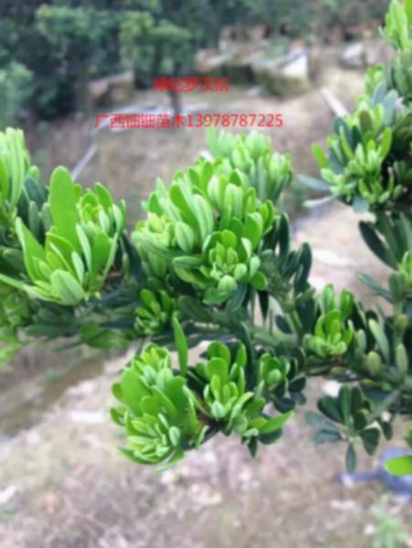 供應(yīng)綠鉆羅漢松