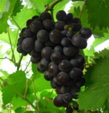 供應(yīng)白山出售巨峰葡萄苗價(jià)格，松原京亞葡萄苗