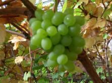 供應(yīng)白山出售巨峰葡萄苗價(jià)格，松原京亞葡萄苗