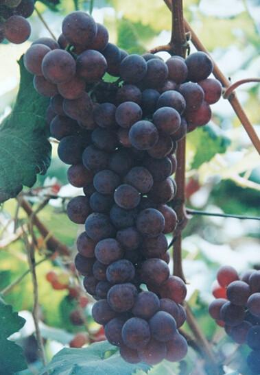 供應(yīng)白山出售巨峰葡萄苗價(jià)格，松原京亞葡萄苗