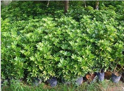 福州鴨腳木圖片/福州鴨腳木樣板圖 (3)
