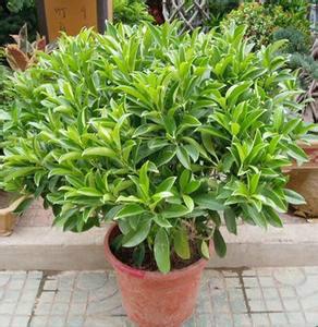供應(yīng)廈門非洲茉莉價(jià)格