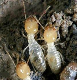 供應(yīng)新南殺蟲公司 新南專業(yè)殺白蟻 新房白蟻防治 工地白蟻預(yù)防 金速來