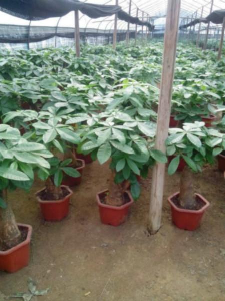 提供廣州租花屋頂綠化景觀設(shè)計，綠化工程，園區(qū)小區(qū)綠化管理 園林綠化服務(wù)，綠化養(yǎng)護管理